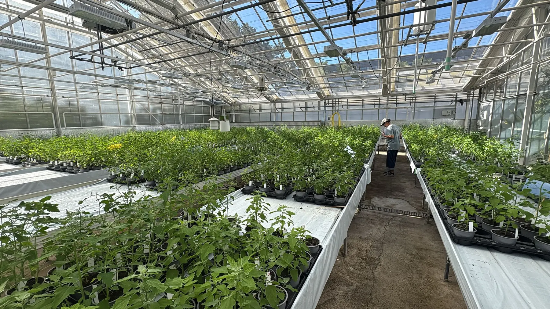 A group member working among experimental plants in the greenhouse