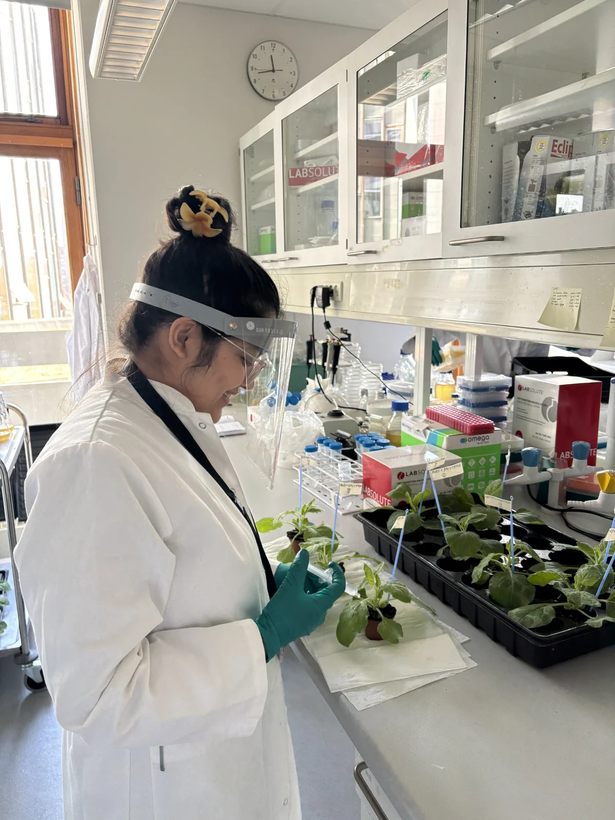 A researcher working with a syringe and potted plants at the laboratory bench