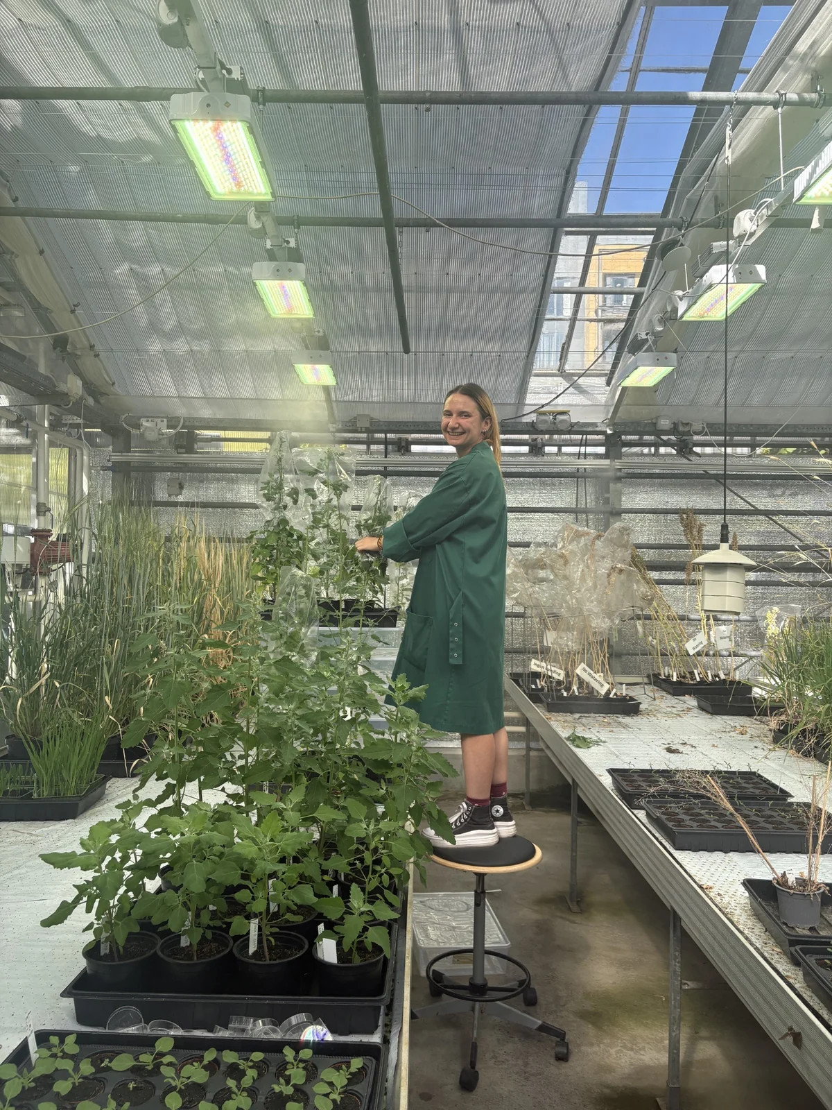 A group member tending tall plants under greenhouse lights